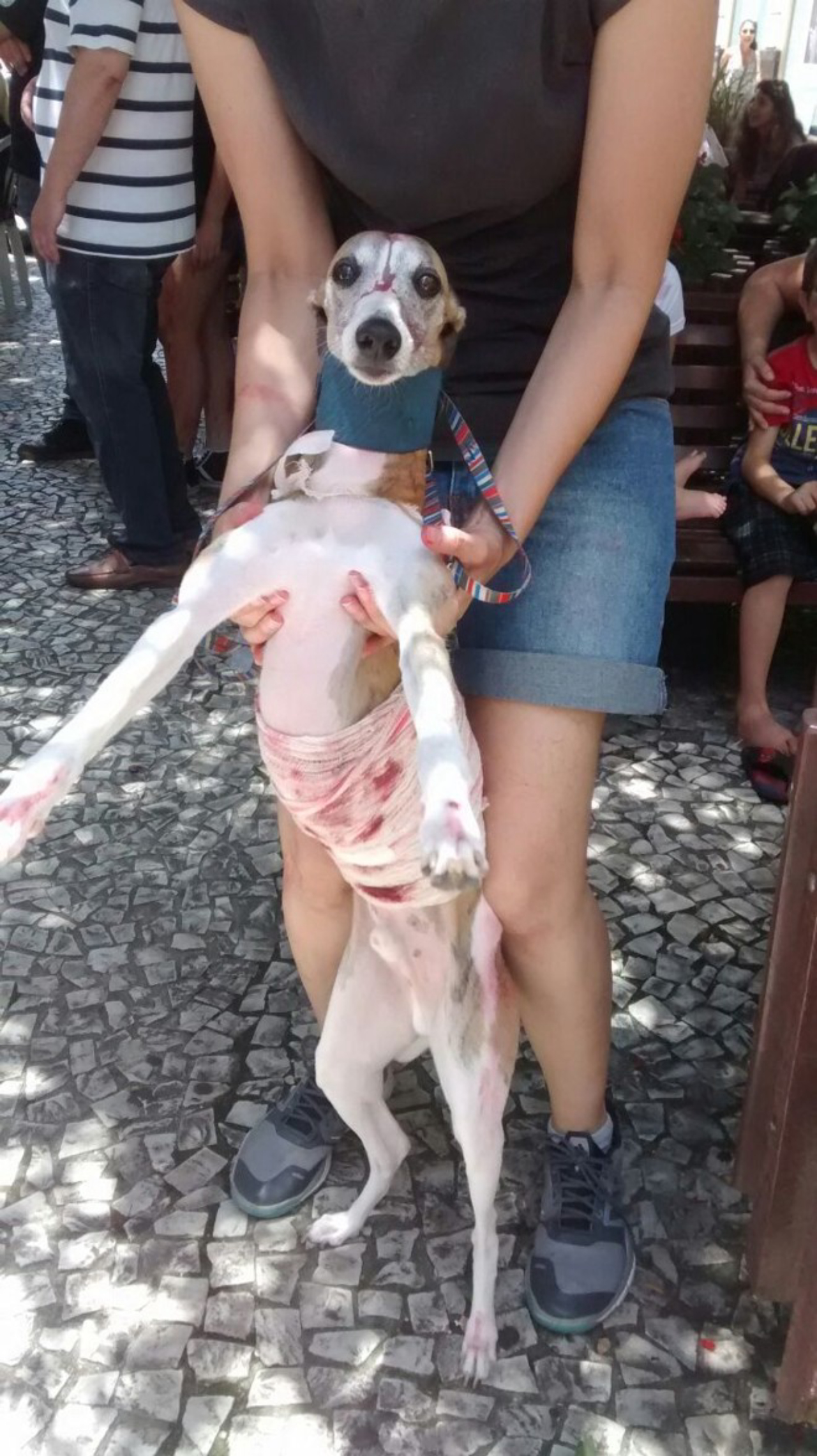 Sheldon foi transformado em um pet zumbi pela dona na Zombie Walk de Curitiba. (Foto: Willian Bressan / Gazeta do Povo)