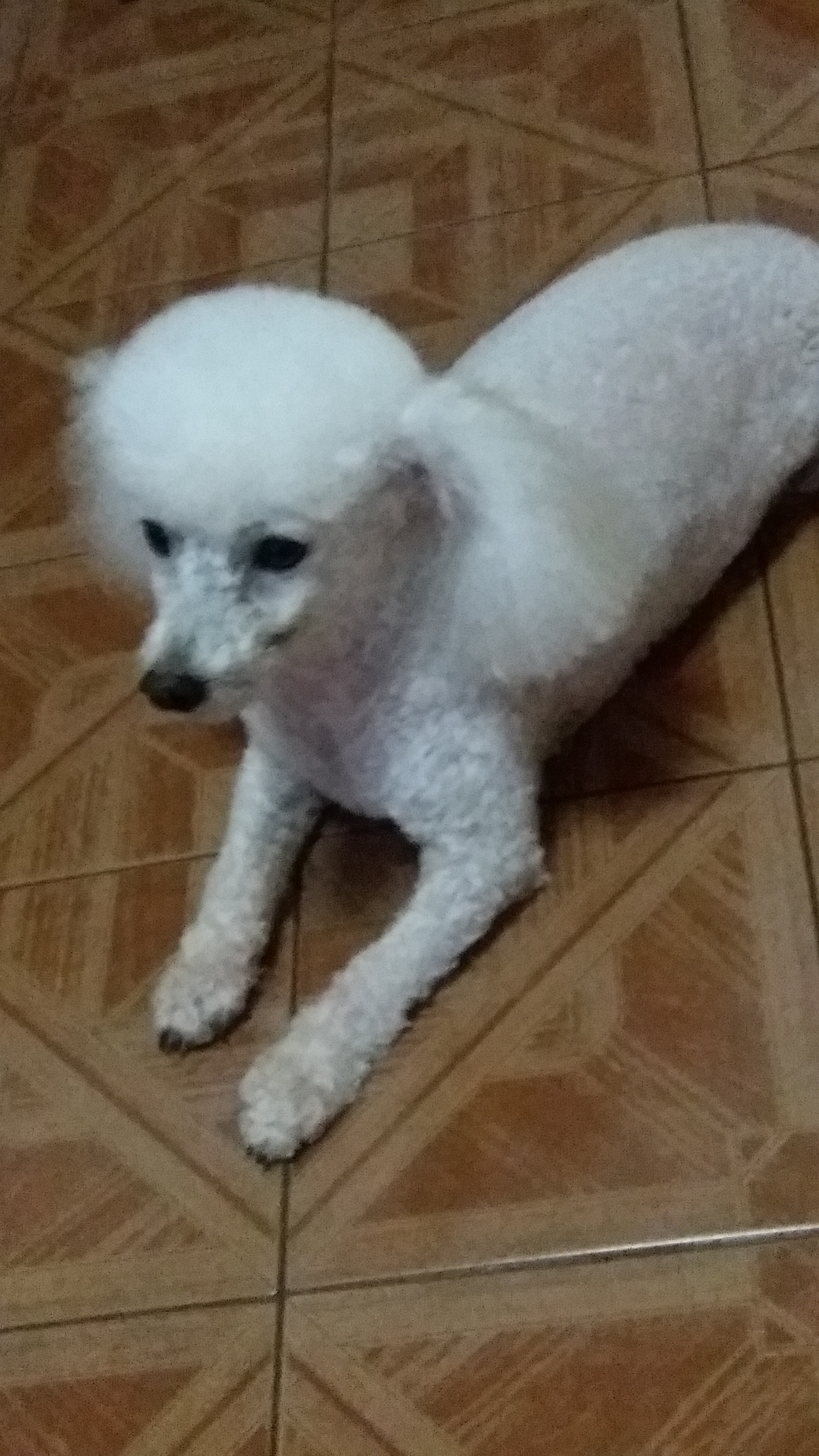 Esta é a Maby, poodle da leitora Alini Patrici Cadamuro.