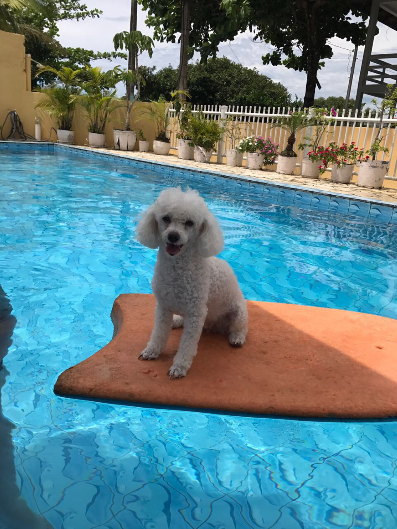 Milady faz jus ao nome e relaxa na piscina. A pequena tem 10 anos e o registro é da leitora Anelise Moro.