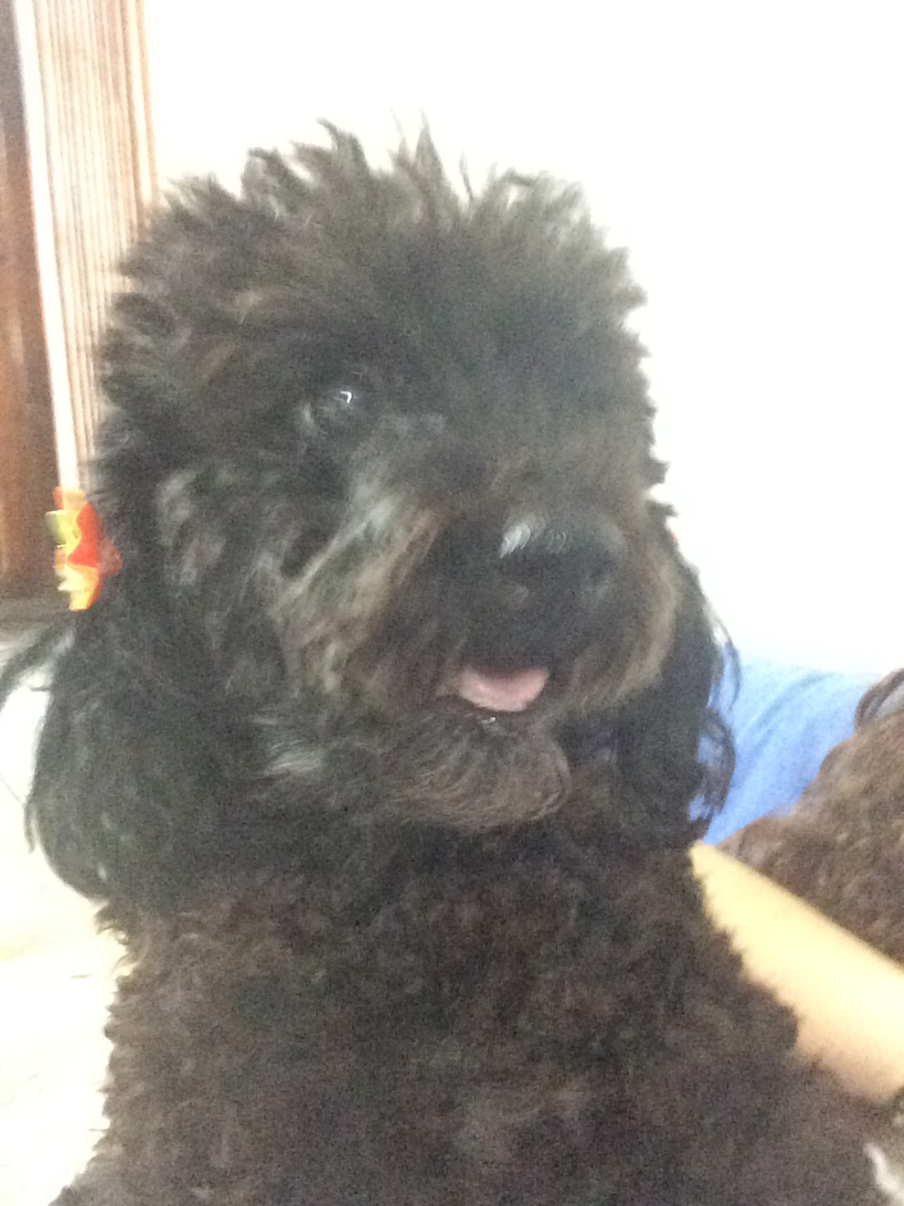 Filomena, poodle da leitora Thayne Yasmin Vieira.