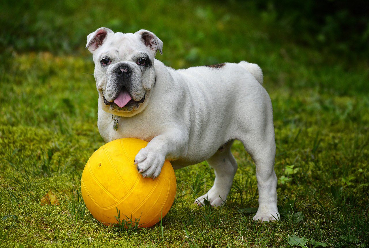 Buldogue inglês. Foto: Pixabay