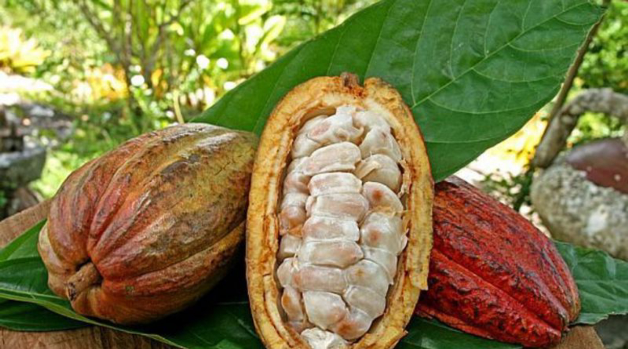 O chocolate começa com o cacau, e algumas das maiores lavouras estão em Ilhéus, na Bahia. Foto: Prefeitura de Ilhéus